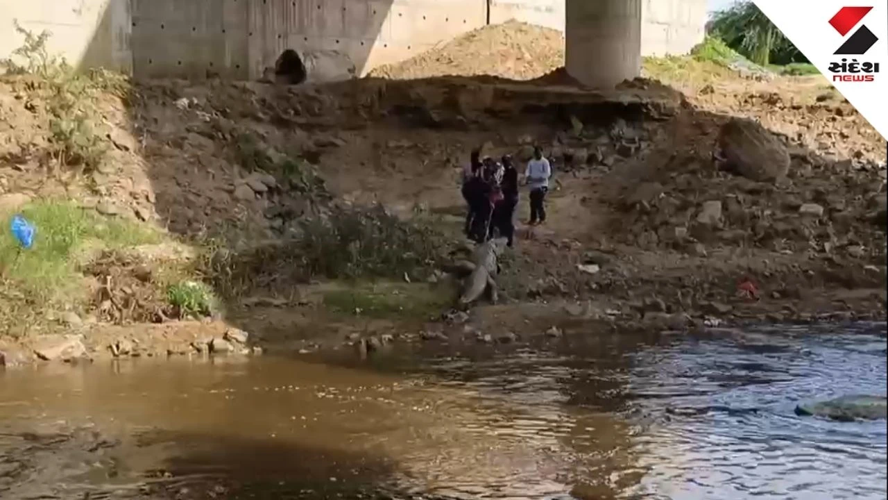 Vadodara: A 5-foot crocodile was found dead in the Vishwamitri River, raising serious questions over river pollution, cleanup claims and wildlife safety