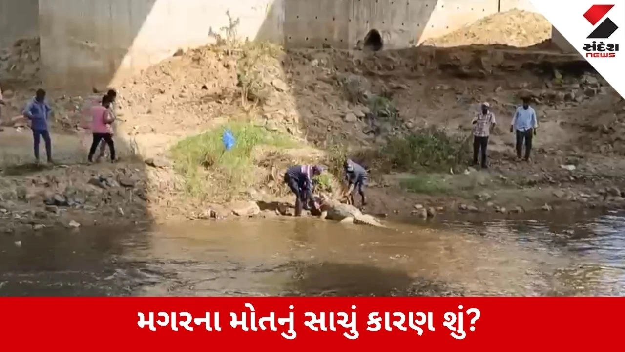 Vadodara : વિશ્વામિત્રીમાં 5 ફૂટનો મગર મૃત હાલતમાં મળતાં ખળભળાટ, નદી શુદ્ધિકરણના દાવા સામે ગંભીર સવાલ