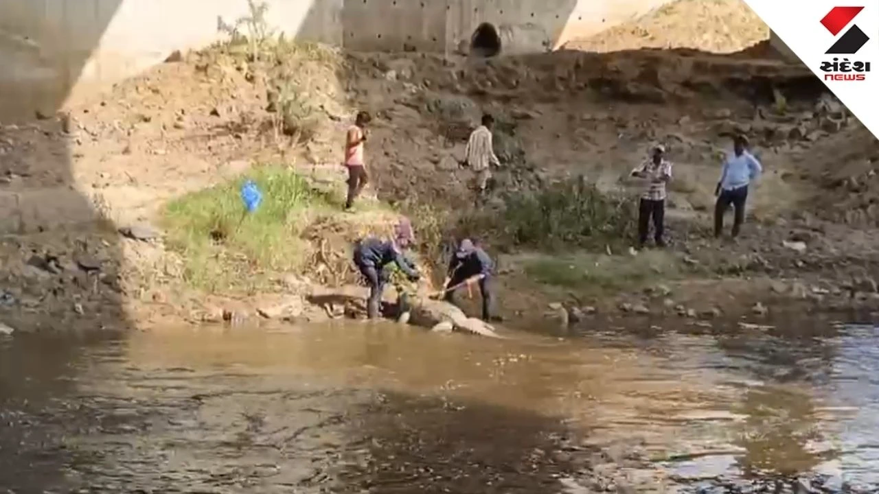 Vadodara: A 5-foot crocodile was found dead in the Vishwamitri River, raising serious questions over river pollution, cleanup claims and wildlife safety
