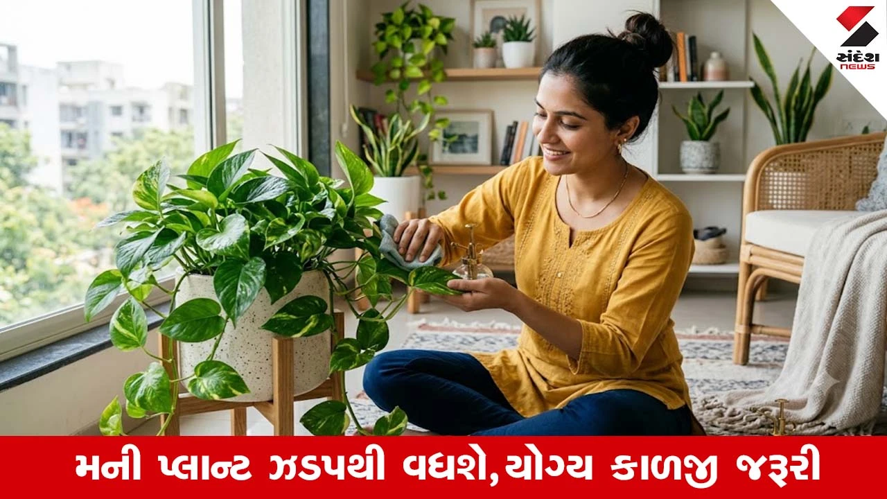 Money Plant Gardening Tips: મની પ્લાન્ટનો છોડ થશે લીલોછમ, પાંદડા થશે ચમકદાર, બસ..આટલું કરી લો