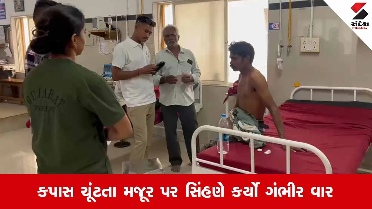 Amreliના નાની કુકાવાવમાં સિંહણનો આતંક: કપાસના ખેતરમાં કામ કરતા મજૂર પર હુમલો
