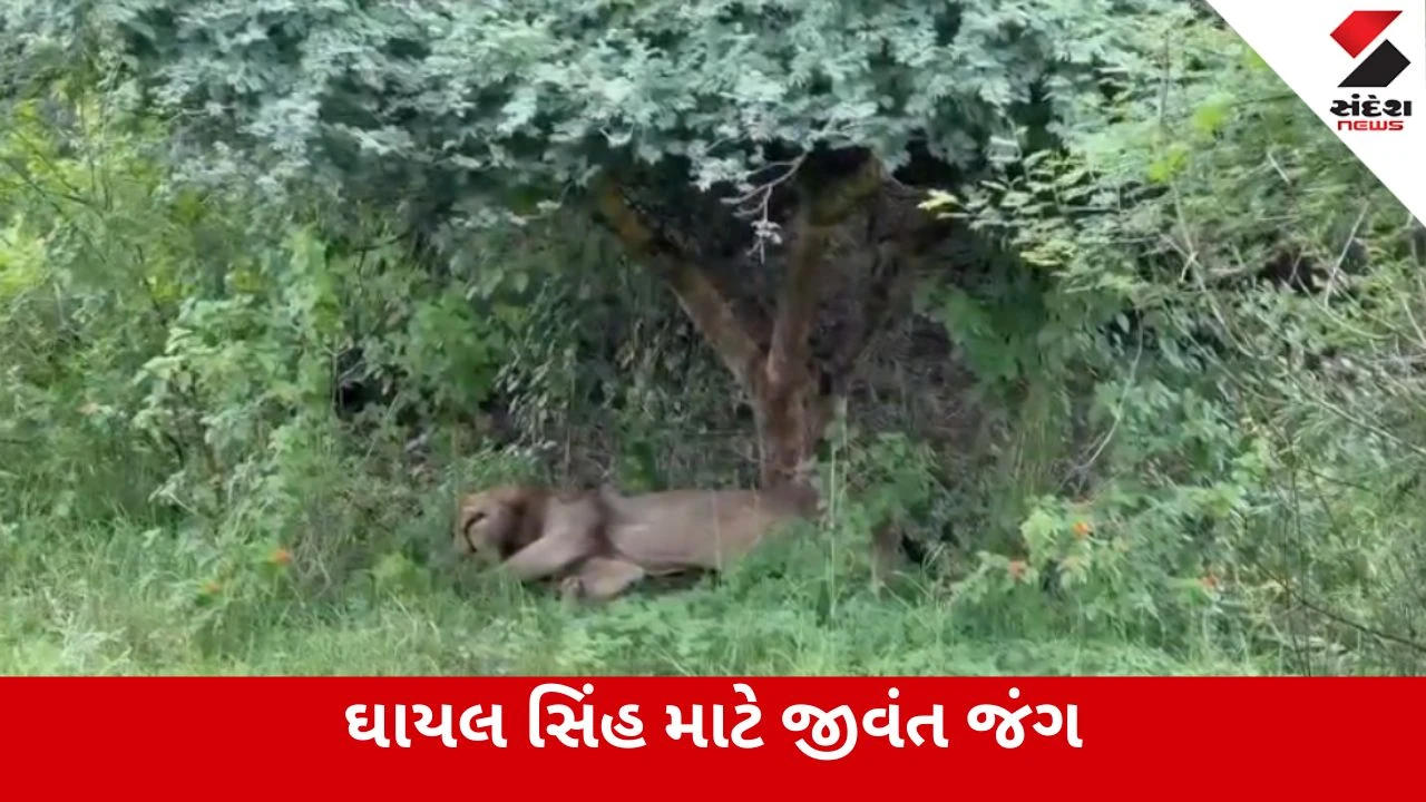 Amreli : 10 ફૂટ ઊંડા પાળામાં ફસાયેલા ઘાયલ સિંહને કેવી રીતે બચાવાયો? Video