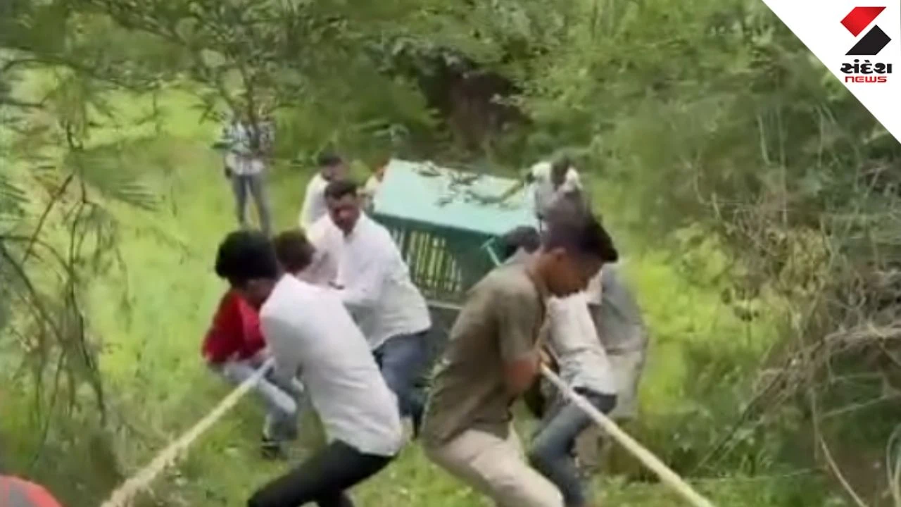 Amreli Lion Rescue: Injured Lion Saved From 10-Foot Deep Pit