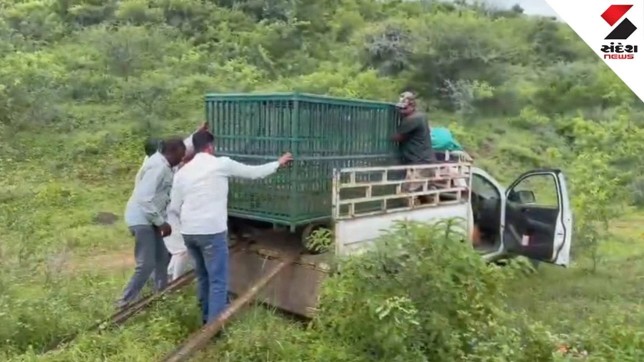 Amreli Lion Rescue: Injured Lion Saved From 10-Foot Deep Pit