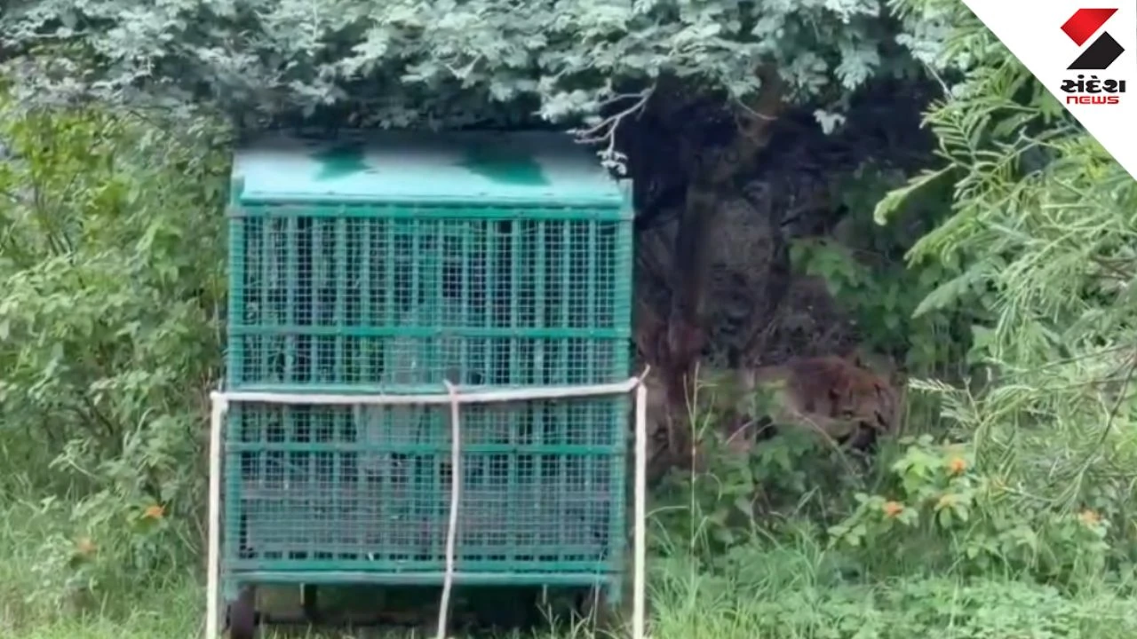 Amreli Lion Rescue: Injured Lion Saved From 10-Foot Deep Pit