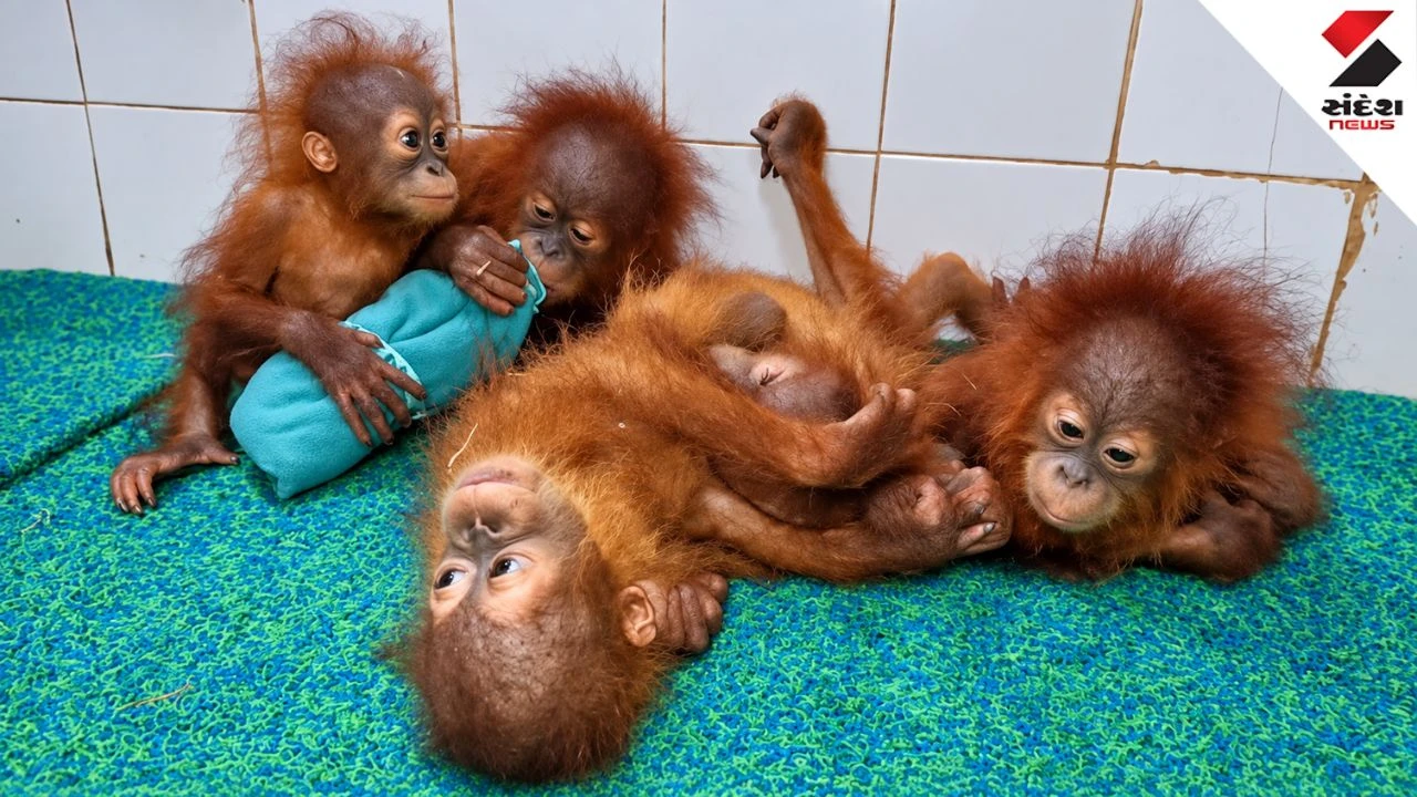 5 Orangutans Found in Balasore, Smuggling Angle Under Investigation