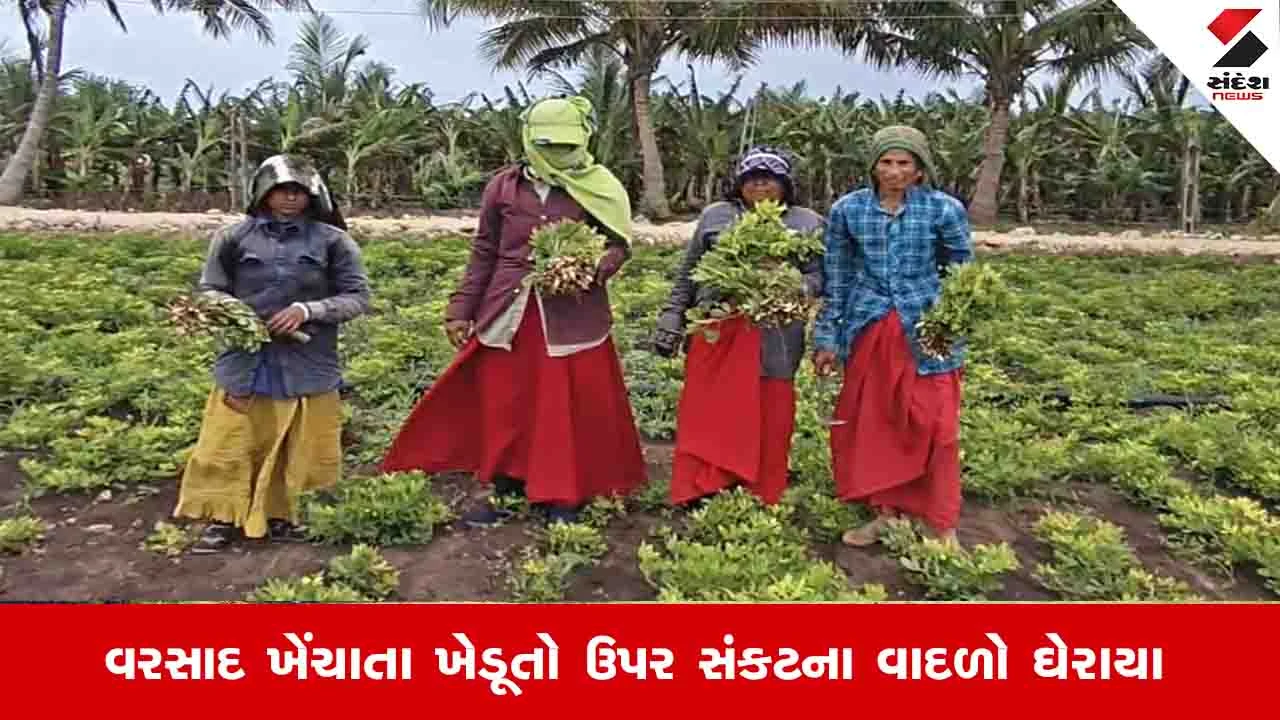 Gir Somnath News: વરસાદ ખેંચાતા સિંચાઈના અભાવે મગફળીનો તૈયાર પાક નિષ્ફળ, વાવણીનો ખર્ચો માથે પડ્યો