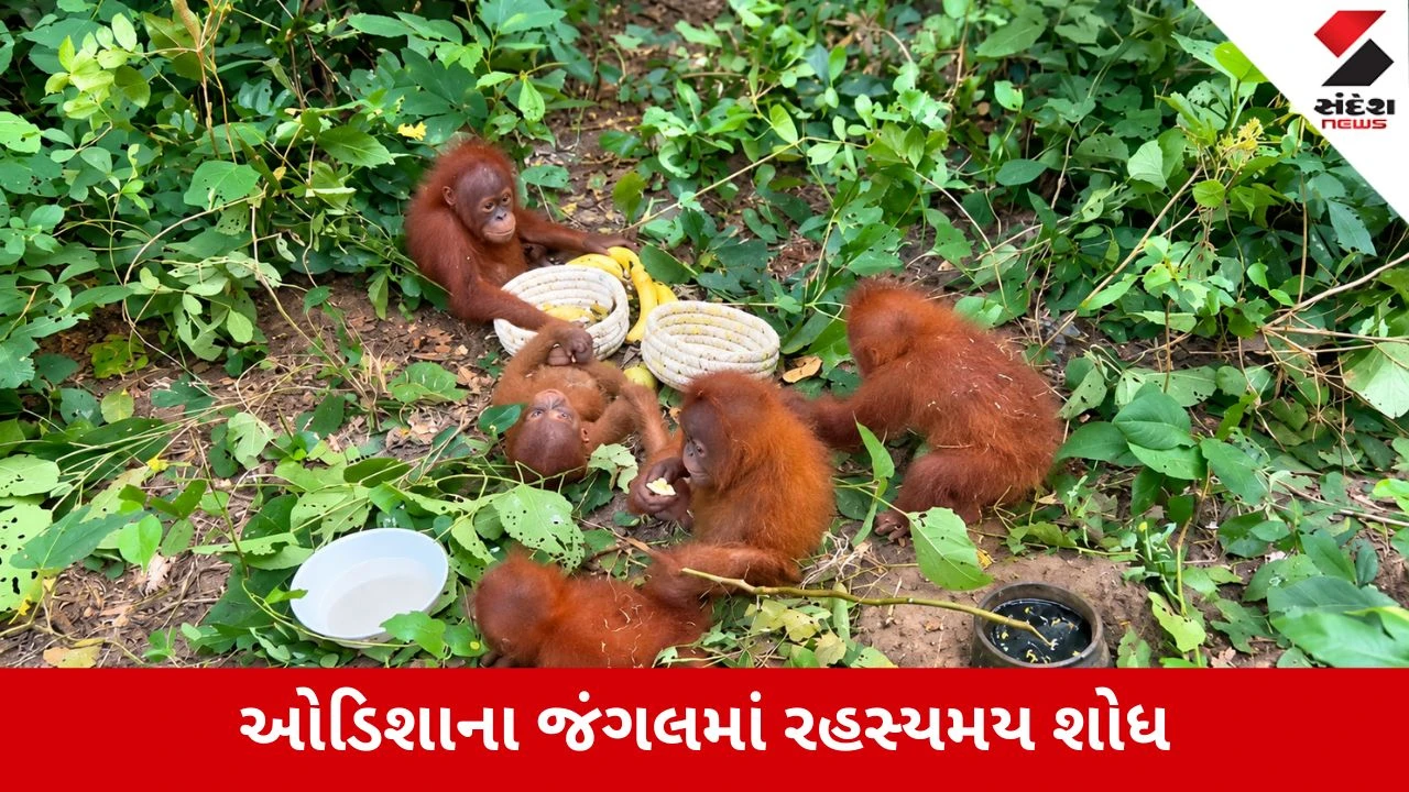 Balasore : જંગલમાં અચાનક મળી આવ્યા 5 ‘વનમાનુષ’, ઓરંગુટાન ઓડિશા પહોંચ્યા કેવી રીતે ? Video
