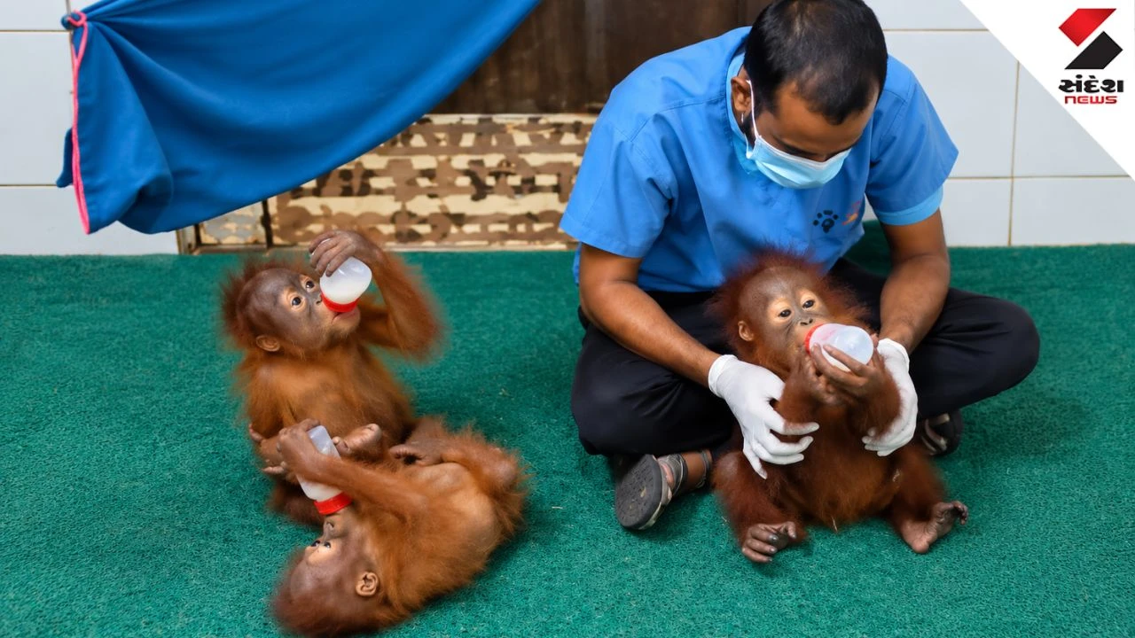 5 Orangutans Found in Balasore, Smuggling Angle Under Investigation