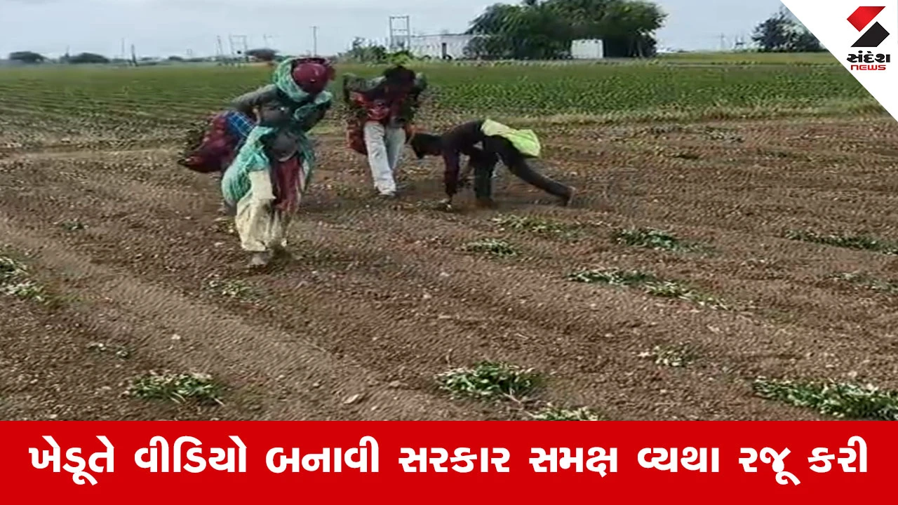 Dwarkaમાં વરસાદના અભાવે 30 વીઘા મગફળી પર ફરી વળ્યું ટ્રેક્ટર! ખેડૂતે રોઈ-રોઈને સરકાર સમક્ષ માંગી તાત્કાલિક સહાય