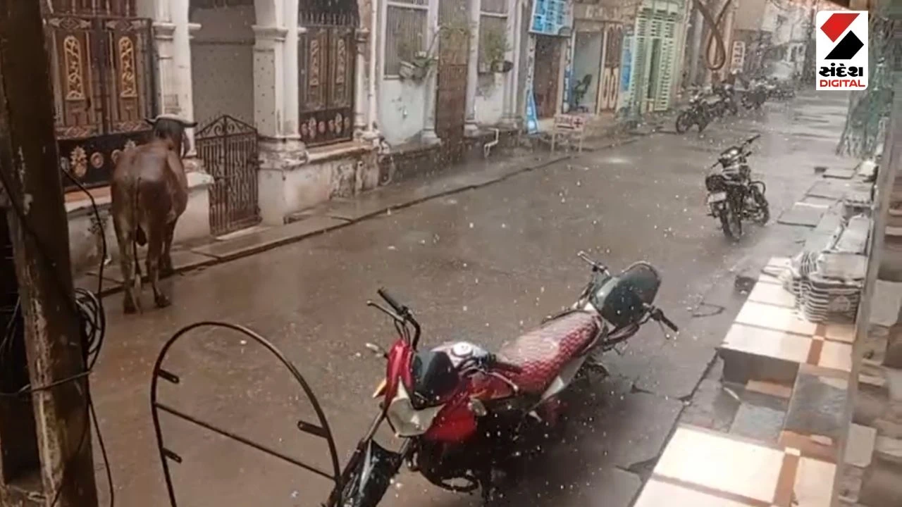 Amreli News: Sudden Weather Change in Savarkundla & Jafrabad, rain in amreli