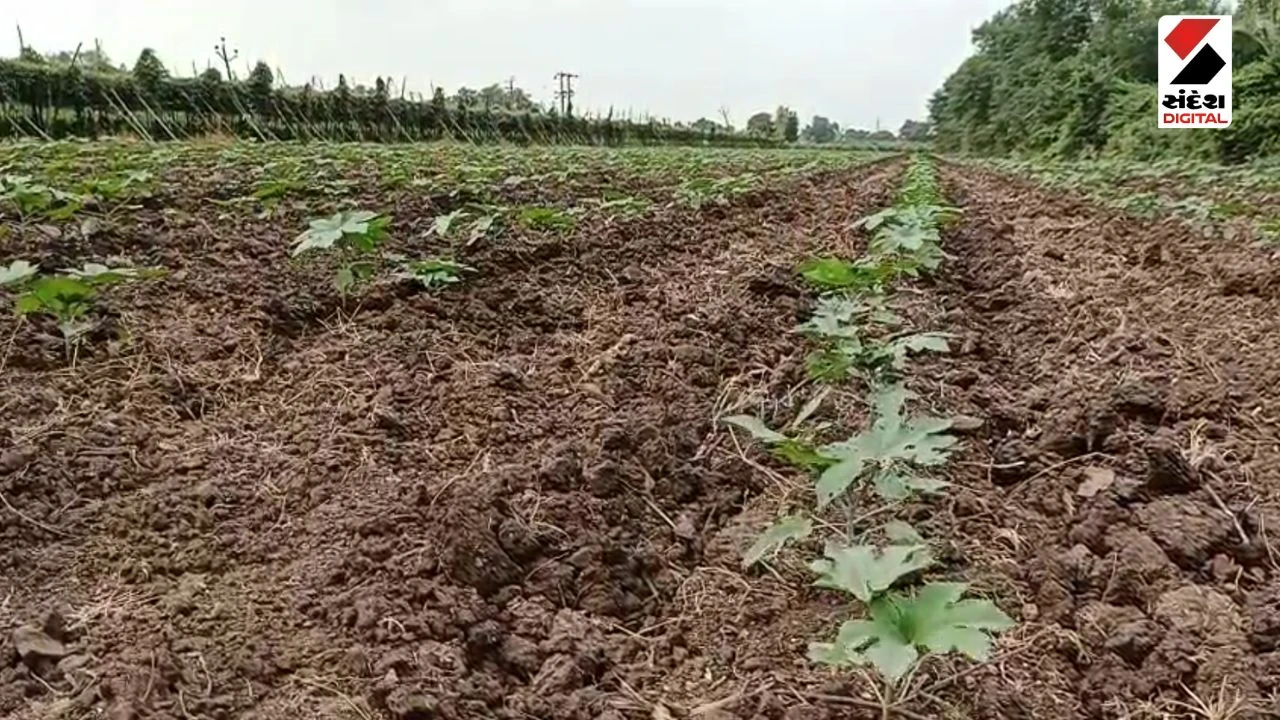 Vadodara News: Relief for Karjan-Shinor Farmers: Gujarat Govt Extends Electricity to 10 Hours