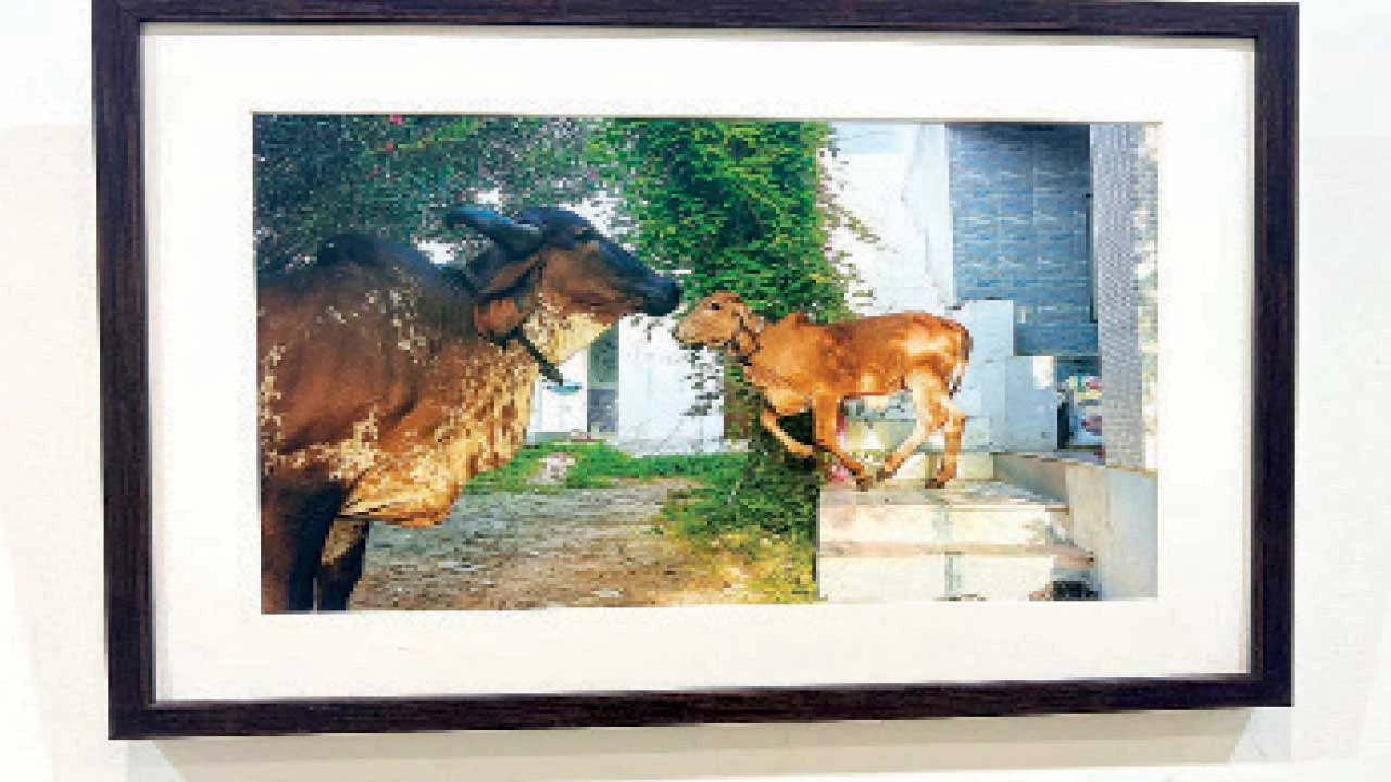 Vadodara: ગાયના નિઃશબ્દ ભાવોને તસવીરોમાં બોલતાં કર્યાં