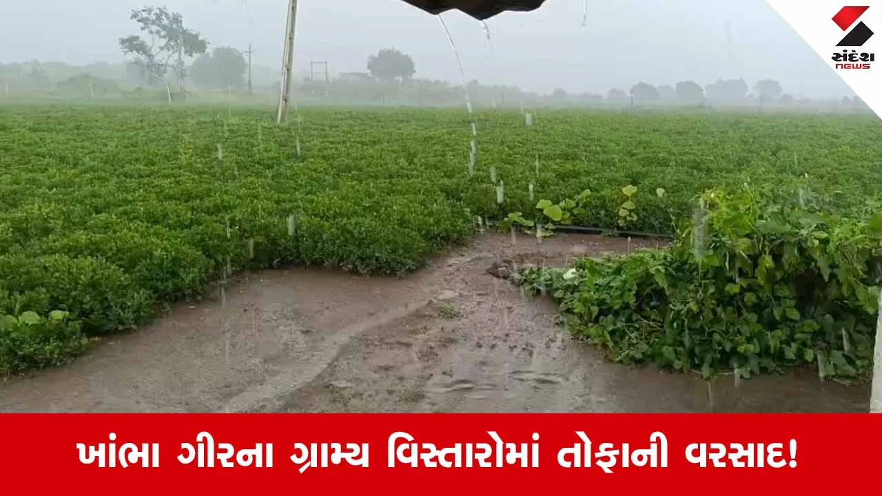 Amreliમાં મેઘમહેર: ખાંભા ગીર અને સાવરકુંડલા પંથકમાં ધોધમાર વરસાદ