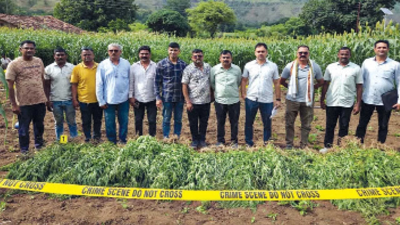 Navapura : ધડગાંવના ગેંદા ગામમાં જુવારના પાક વચ્ચે લાખોની ગાંજાની ખેતી