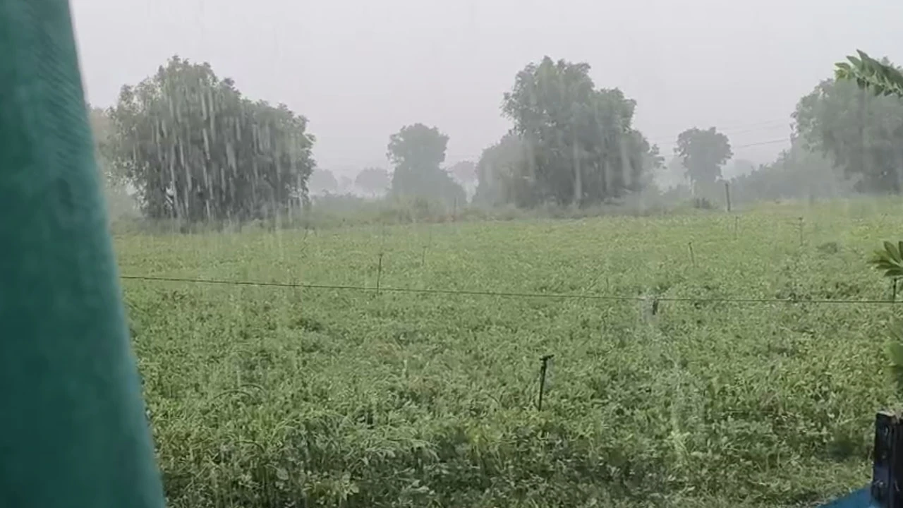 Rain brings relief in Amirgadh, Banaskantha.