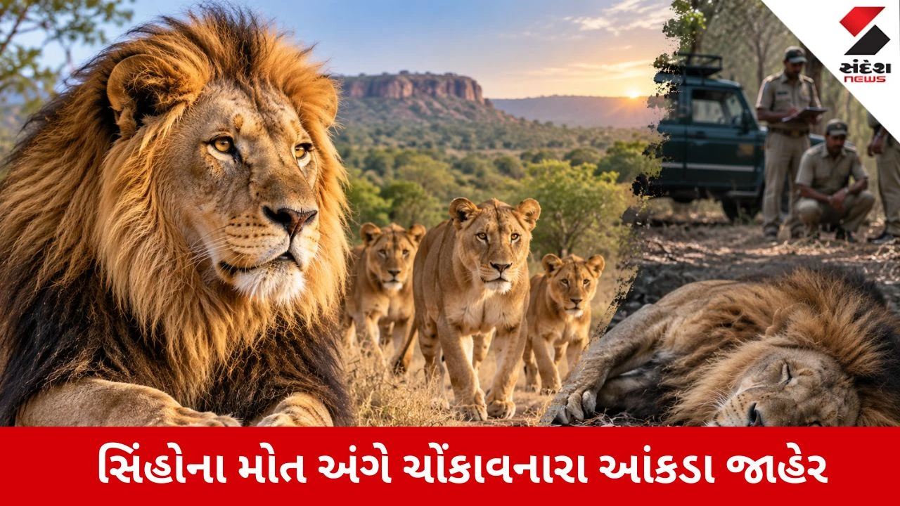Gandhinagar : ગુજરાતમાં એક વર્ષમાં 62 સિંહોના મોત, આ બીમારીએ વનરાજને જકડ્યા