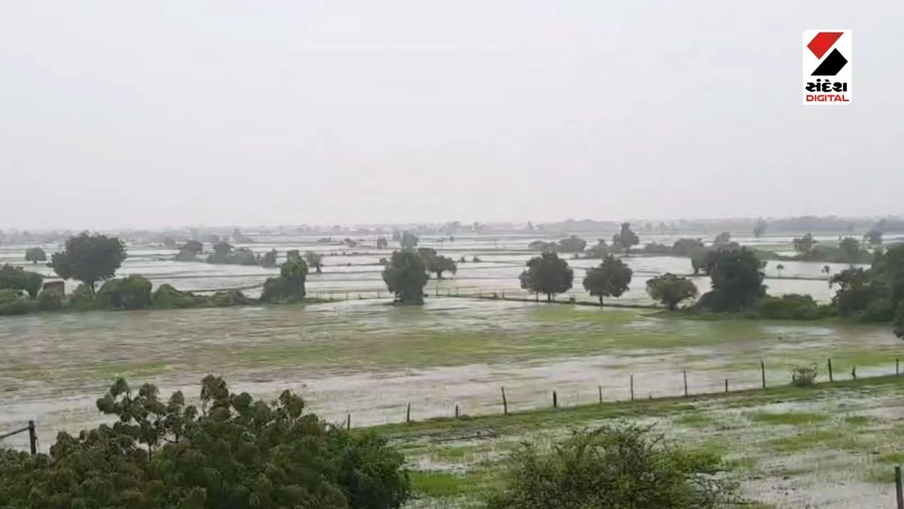 Amreli Rain Update: Continuous Rains Revive Crops, Relief for Farmers in Babra