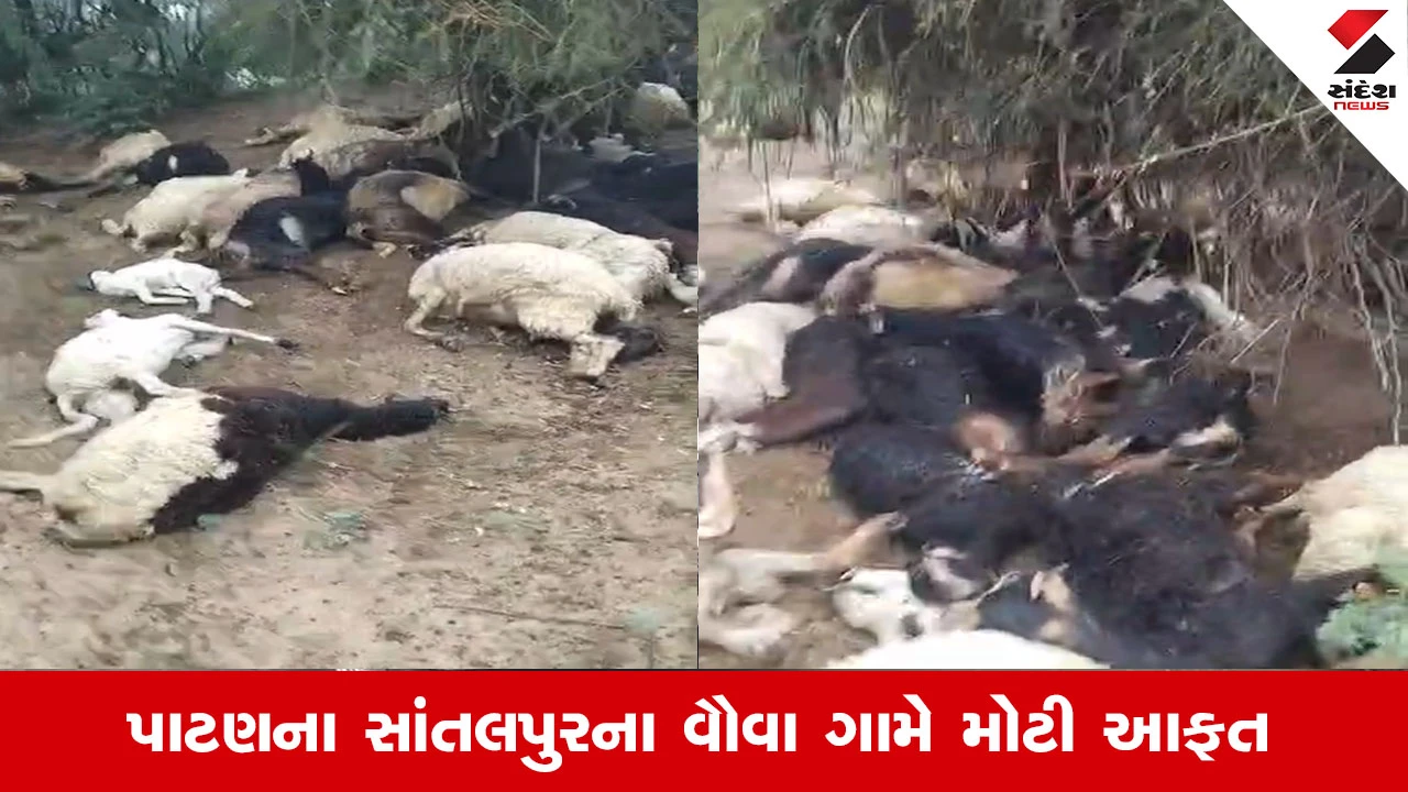 Patan News : વૌવા ગામમાં વીજળી પડતાં 35 ઘેટાંના ઘટના સ્થળે મોત, માલધારી પરિવાર પર આફત