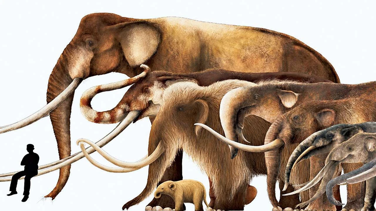 હજારો વર્ષો પહેલાં વામન હાથીઓ