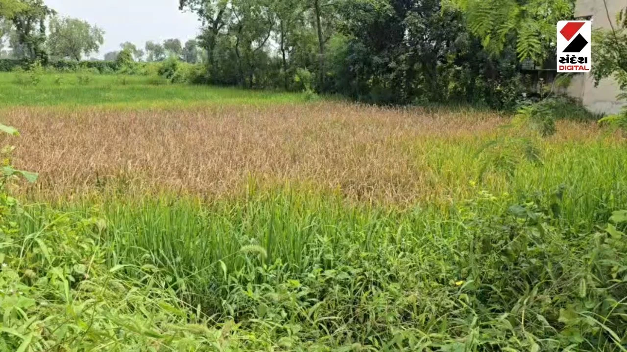 Panchmahal News: Farmers Suffer as 'Chusiya' Disease Destroys Paddy Crops in Shehera