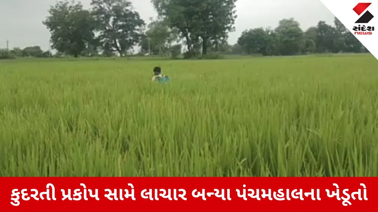 Panchmahal News: ખેડૂતો માટે એક સાંધો ત્યાં તેર તૂટે તેવી સ્થિતિ, ડાંગરમાં 'ચુસીયા'નો ઉપદ્રવ, ધારાસભ્યે કરી સહાયની માગ
