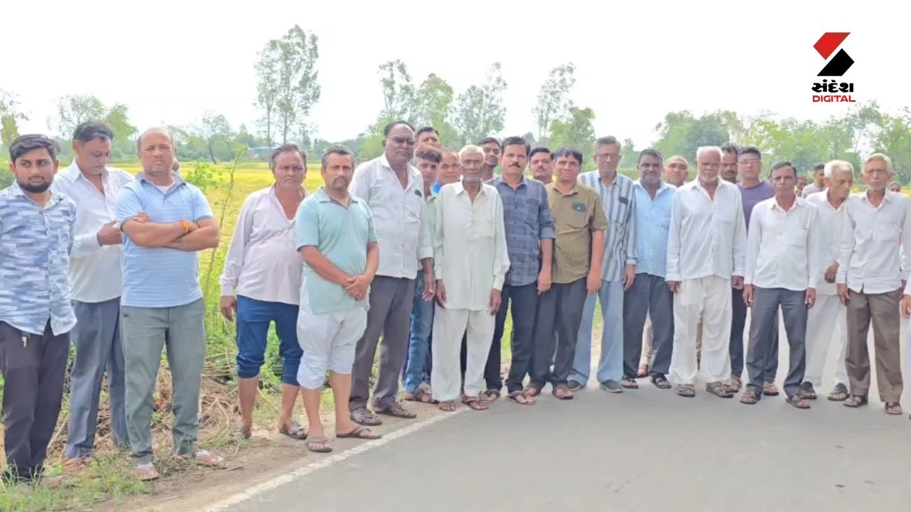 Panchmahal News: Farmers Suffer as 'Chusiya' Disease Destroys Paddy Crops in Shehera