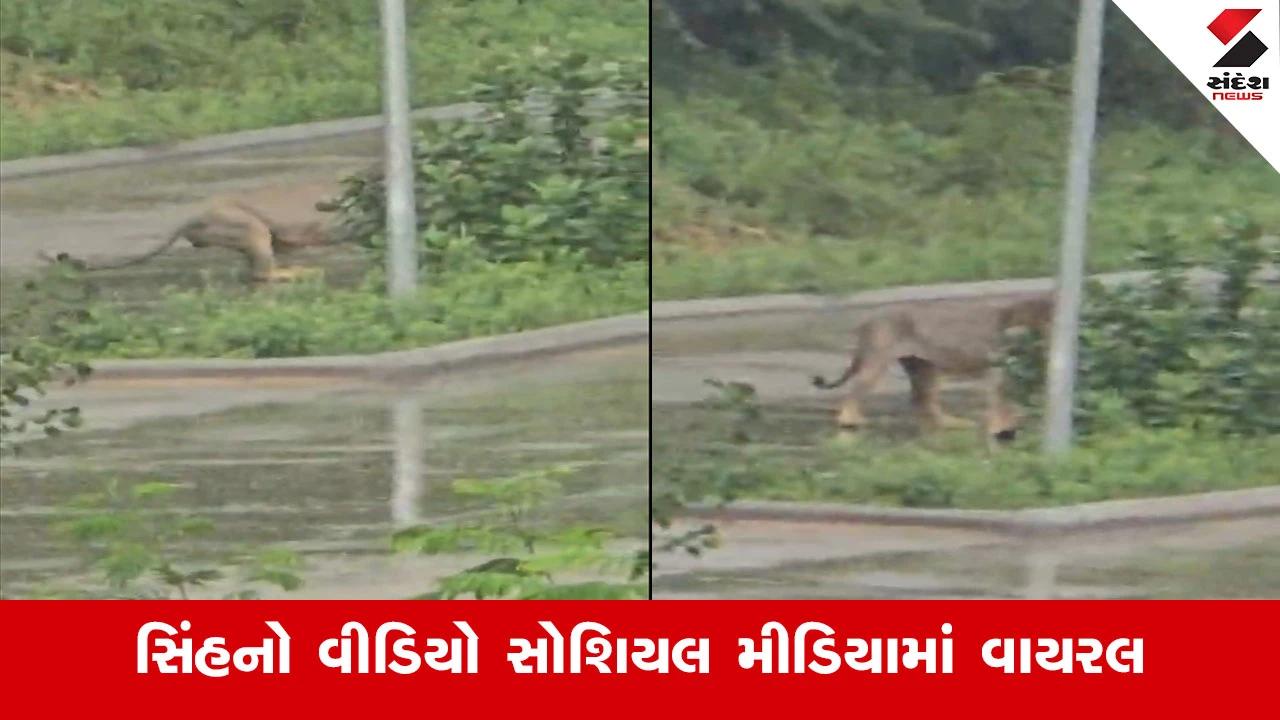 Junagadhની નરસિંહ યુનિવર્સિટી કેમ્પસમાં સિંહની દબંગ એન્ટ્રી, ચાલુ ક્લાસે વિદ્યાર્થીઓએ કર્યા સિંહ દર્શન Video