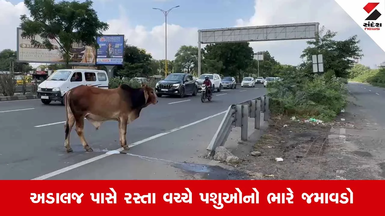 Ahmedabadના અત્યંત વ્યસ્ત એસ.જી. હાઇવે પર રખડતાં પશુઓનો ત્રાસ યથાવત!