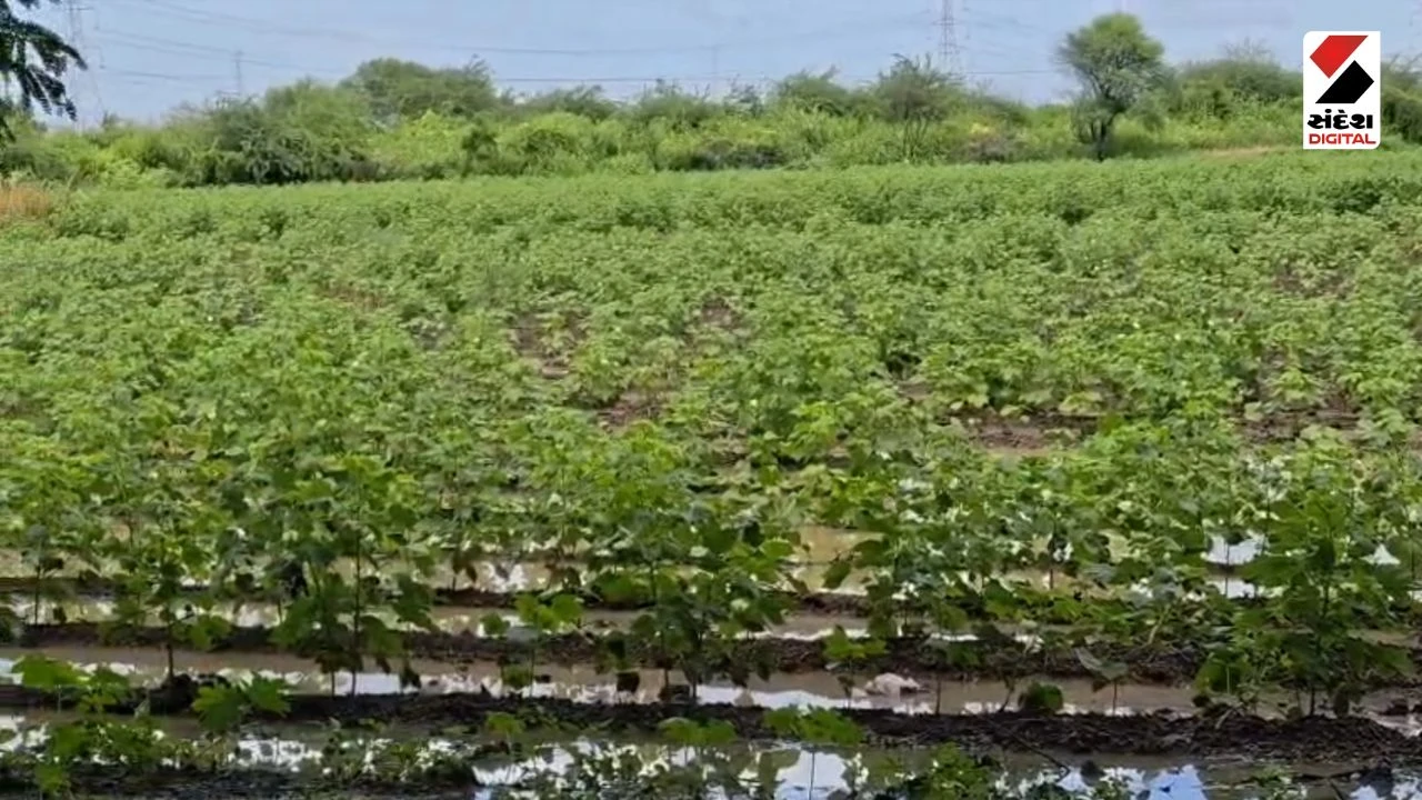 Bharuch Rain Update: Heavy Rain in Amod-Jambusar, Streets Waterlogged, Farmers Rejoice