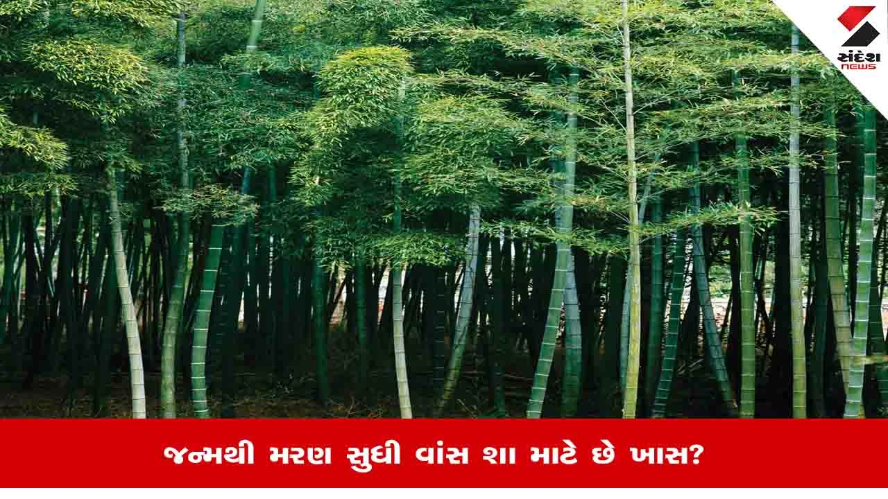 World Bamboo Day: પાષાણ યુગથી AI યુગ સુધી વાંસ કેમ છે મહત્વનું?, જાણો