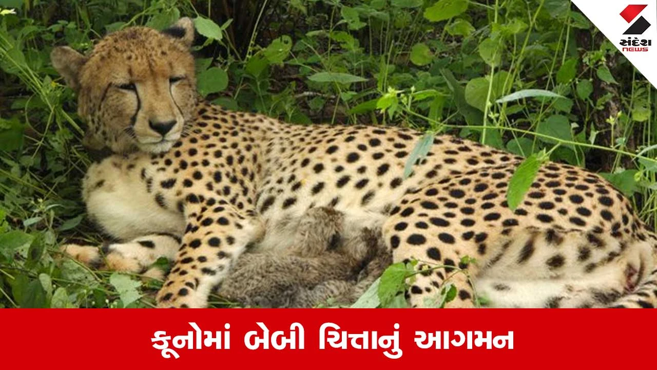 Kuno National Park: કૂનોમાં વધી ચિત્તાની સંખ્યા.. ભારતમાં જન્મેલી માદા ચિત્તાએ 4 બચ્ચાને આપ્યો જન્મ.. જુઓ Video