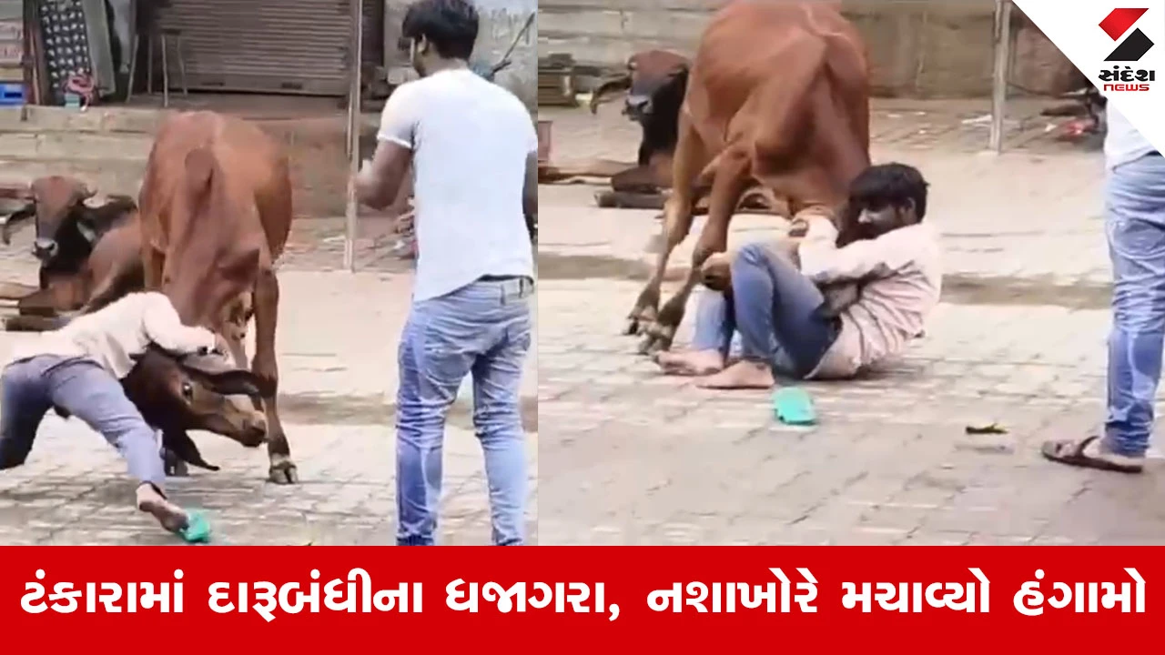Morbiના ટંકારામાં દારૂબંધીના ધજાગરા, નશામાં ધૂત શખ્સે જાહેર માર્ગ પર આખલાનું ગળું પકડી હંગામો મચાવ્યો