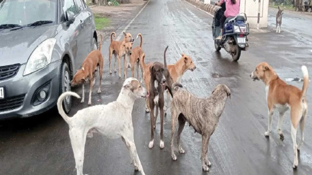 Navsari : ગણદેવી પંથકમાં રખડતા શ્વાનોનો આતંક માત્ર ત્રણ જ મહિનામાં 400થી વધુ કેસ