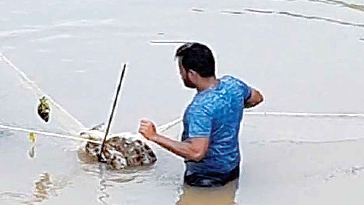 Bharuch: પરીએજ ગામની સીમમાં ખાડીમાંથી પુનઃ વધુ એક અજગરનું રેસ્કયૂ