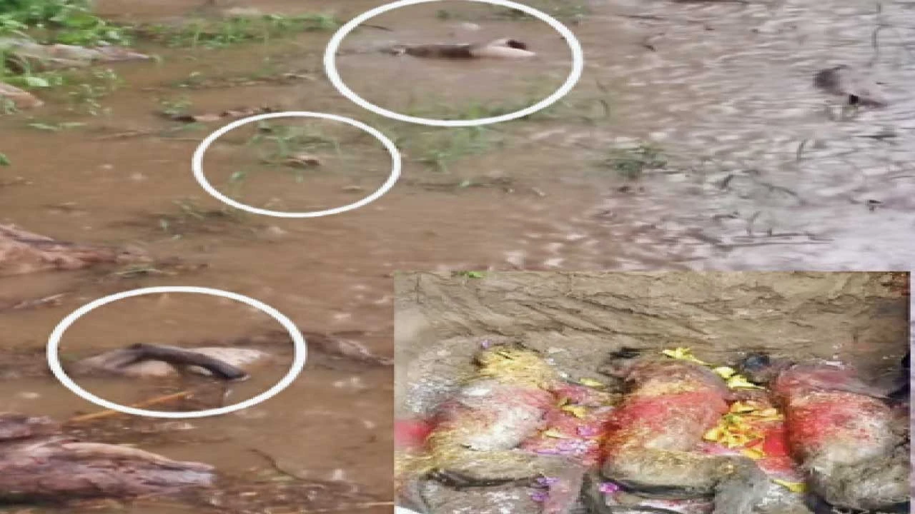 Gandhinagar :મગોડી રાવળવાસમાં ઝાડ પર
