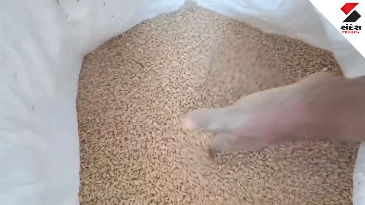 Surendranagar School Rotten Grains Row: Parents Demand Probe Into Mid Day Meal