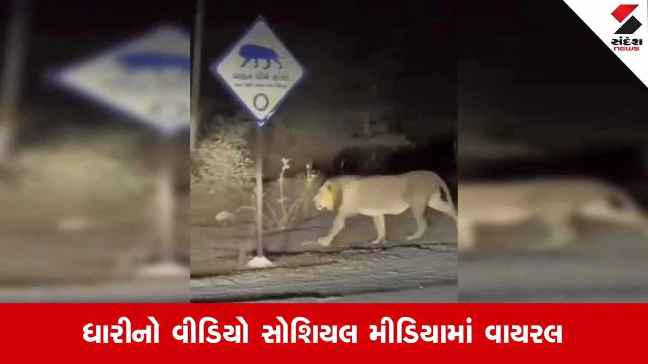 Amreliમાં 'ગીરના ઘરેણાં'નો રોડ શો: ધારીમાં મોડી રાત્રે 2 સાવજોની લટાર કેમેરામાં થઈ કેદ!