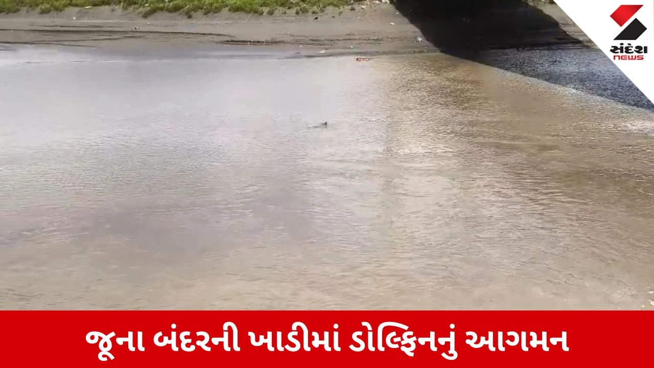 Bhavnagar News: જૂના બંદરની ખાડીમાં ડોલ્ફિન માછલી દેખાતા કુતૂહલ સર્જાયું, Video વાયરલ