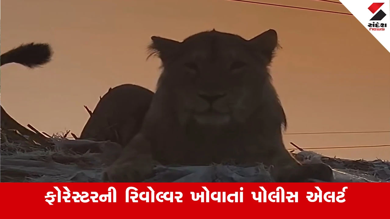 Amreli News : બારપટોળીમાં સિંહના હુમલા વચ્ચે ફોરેસ્ટરની રિવોલ્વર ખોવાઈ, 6 કારતૂસ સાથે શોધખોળ શરૂ