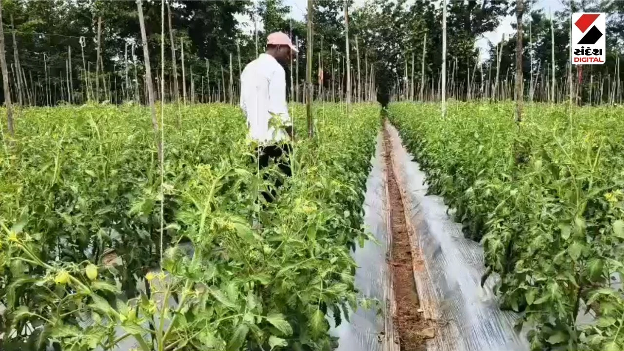 Dang News: Government Agricultural Schemes Empower Tribal Farmers in Dang