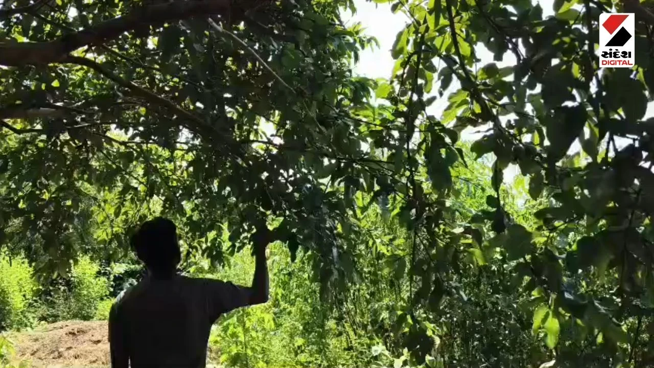 Dang News: Government Agricultural Schemes Empower Tribal Farmers in Dang