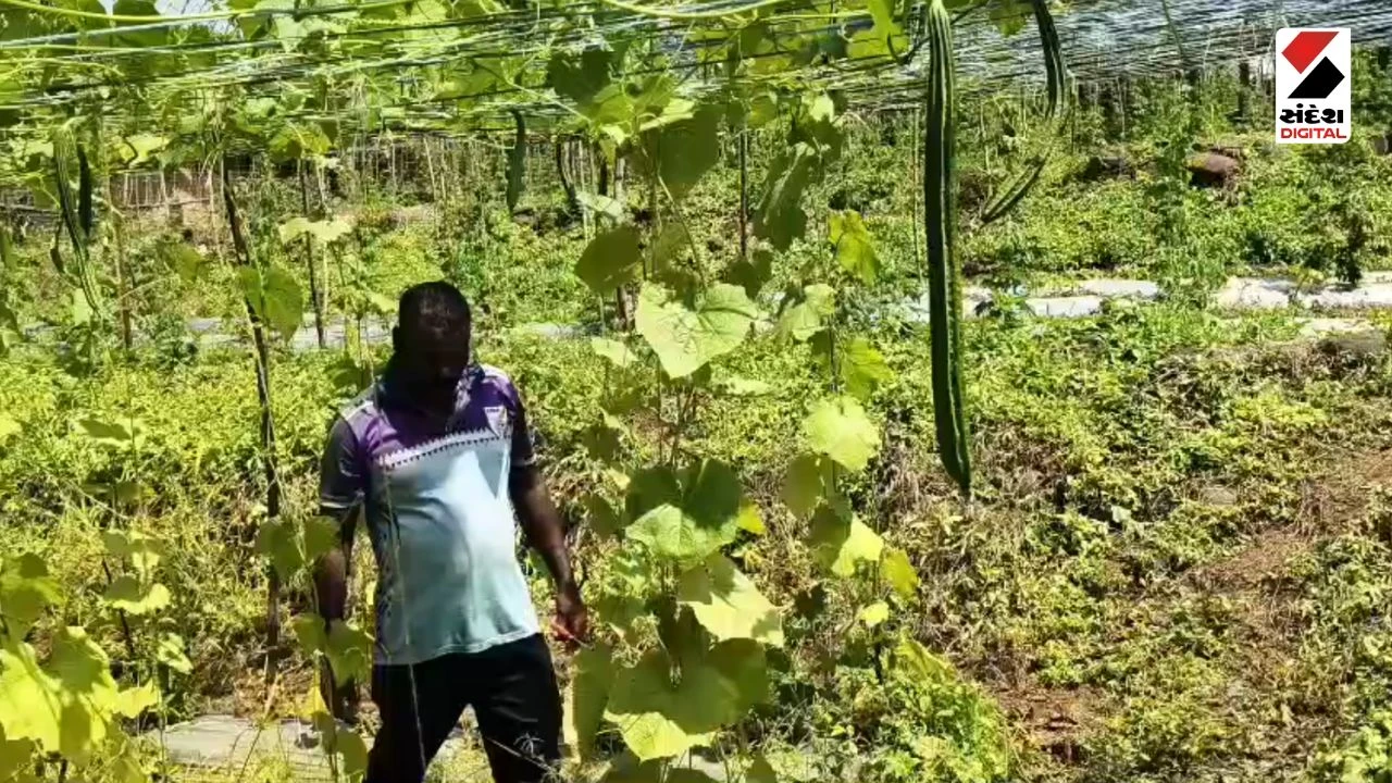Dang News: Government Agricultural Schemes Empower Tribal Farmers in Dang