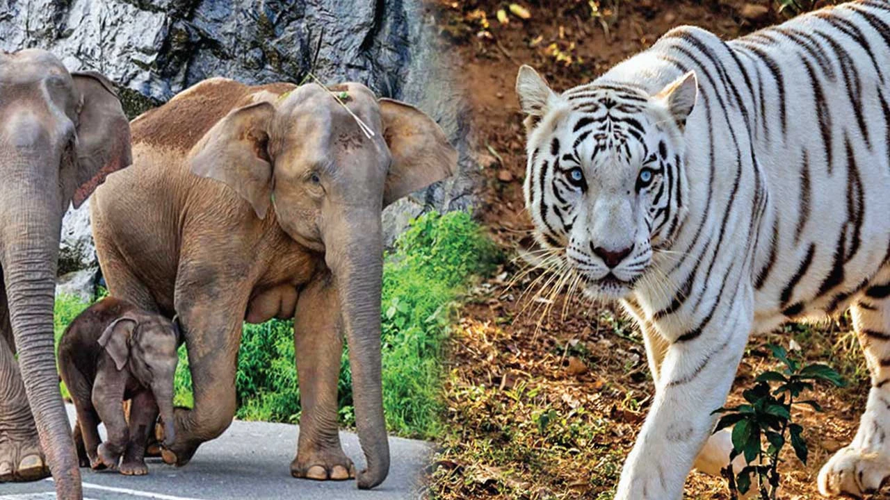નંદનકાનન નેશનલ પાર્ક: વન્યજીવ સંરક્ષણનું વૈશ્વિક કેન્દ્ર અને આનંદનું વન.