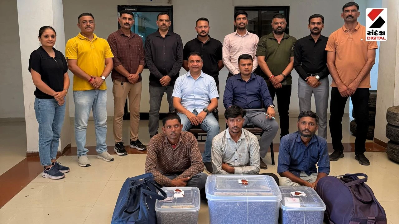 Rajkot News: SOG Raids: 16.5 Kg Ganja Seized, Three Arrested from Maharashtra at Gondal Chowkdi