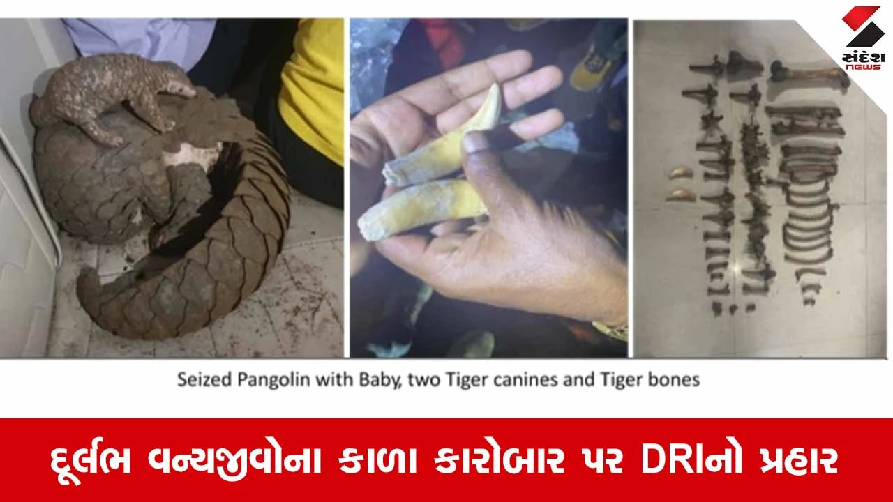 Maharashtraમાં વન્યજીવ તસ્કરી સામે DRIની કાર્યવાહી: દૂર્લભ વન્યજીવો અને અવશેષો સાથે 11 આરોપીઓની ધરપકડ