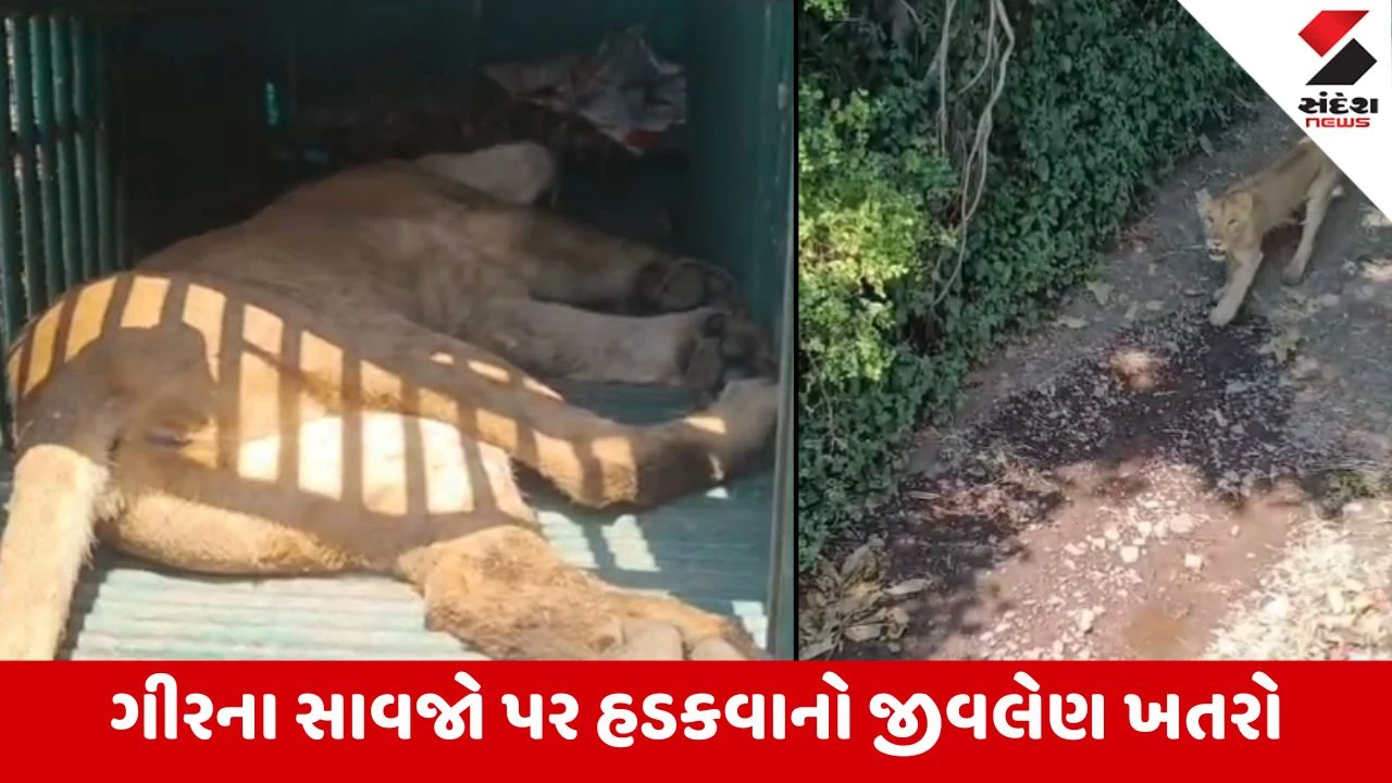 Amreli: દોઢ વર્ષમાં ચોથી સિંહણ હડકવાનો ભોગ બની; અરજણસુખમાં 5 લોકોને ફાડી ખાનાર સિંહણનું પાંજરામાં મોત