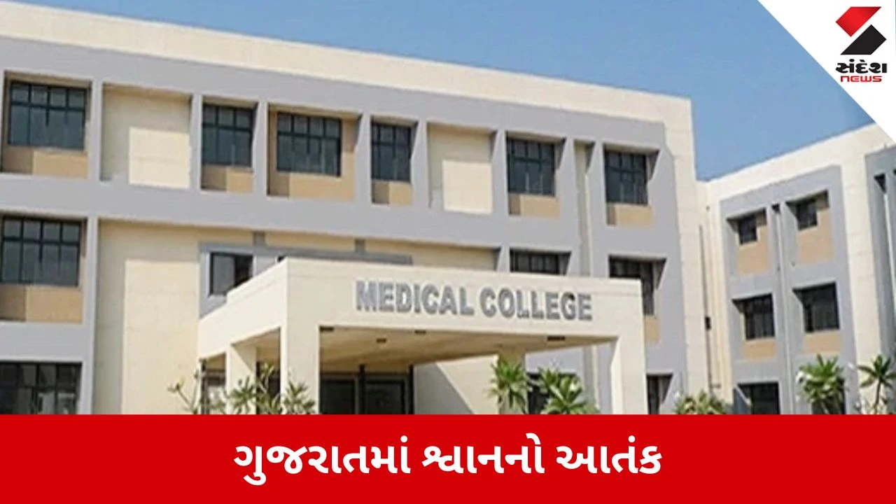 Patan: 12 લોકોને શ્વાને બચકાં ભરતા અફરાતફરી, ઈન્જેક્શન ન મળતાં દર્દીઓને પાટણ ખસેડાયા; ગીર સોમનાથમાં 2 વર્ષની બાળકી પર હુમલો