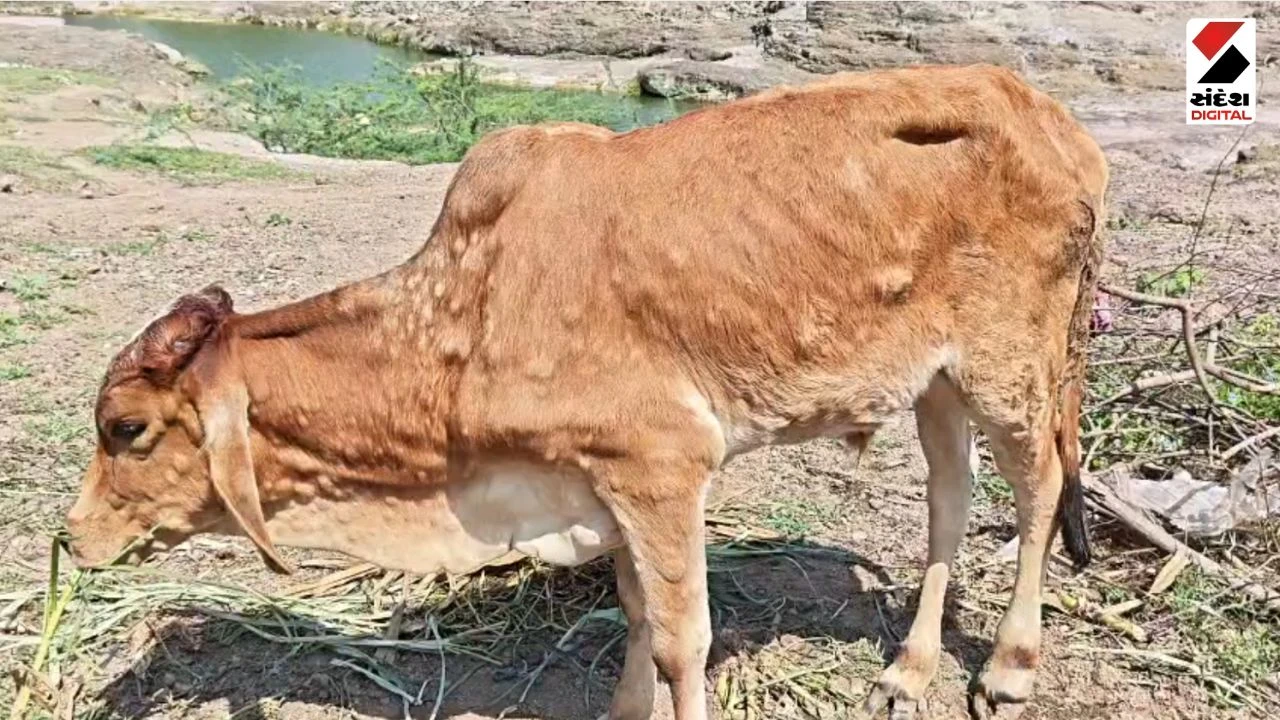 Dwarka News: Lumpy Virus Enters Jam Khambhaliya, Animal Husbandry Department Alert