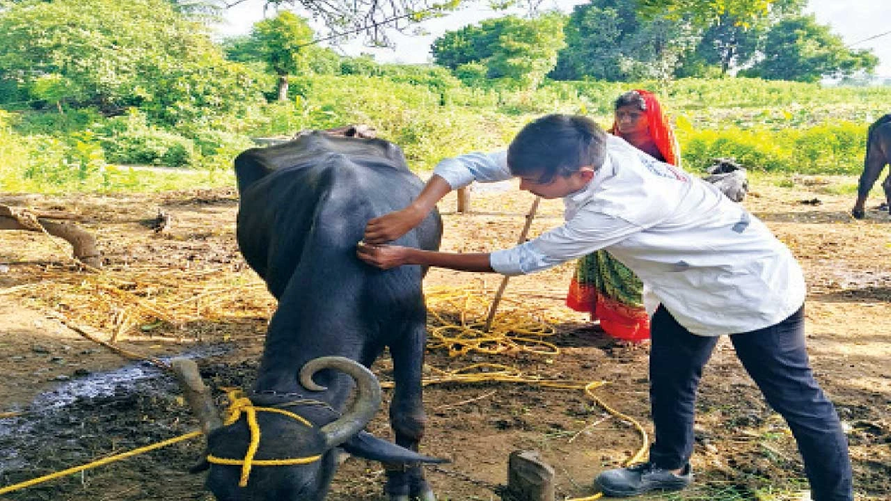 નર્મદા કરુણા એમ્બ્યુલન્સે 9 વર્ષમાં 15,805 થી વધુ પશુ-પક્ષીઓની સારવાર કરી